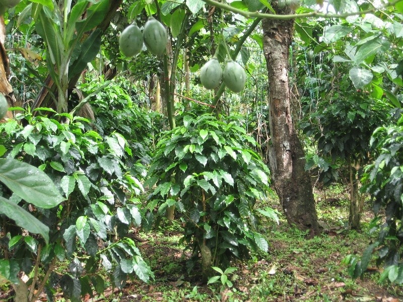 Renovacion cafetera-El Lago