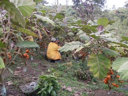 Proyectos productivos liderados por Nasa Kiwe fortalecen el desarrollo socioeconómico de los pobladores de municipios de Cauca y Huila