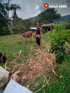 Desde el Área de Desarrollo Productivo de la Corporación Nasa Kiwe se realiza el acompañamiento a los beneficiarios de la entrega de proyectos enfocados en la línea pecuaria. En esta ocasión, a aquellas familias del resguardo indígena de Wila, Mesa de Caloto en el municipio de Páez, a quienes se les hizo la entrega de terneras doble propósito. Para el Director General (E), Rigoberto Molano Ordóñez, el acompañamiento y seguimiento a las unidades productivas de los beneficiarios, es muestra de que las líneas productivas manejadas por la Entidad aportan al sustento y la economía familiar. “La idea de este fortalecimiento es llegar a ser sostenible en el tiempo y muestra de ello, es que algunas terneras se encuentran en período de gestación, lo que se traduce en un beneficio para estas familias " manifestó Molano Ordóñez. Comprometidos con las comunidades beneficiarias y en el marco del proceso de reubicación, se espera el fortalecimiento a 37 beneficiarios en las líneas: agrícola, pecuaria y de emprendimiento lo que propenderá a que las familias de bajos recursos cuenten con una fuente de consumo de alimentos y una alternativa de ingresos monetarios que aporten al sustento de la economía de sus hogares.